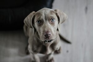 A close-up, high-angle shot of a young Weimaraner puppy with striking blue eyes looking directly up at the camera.