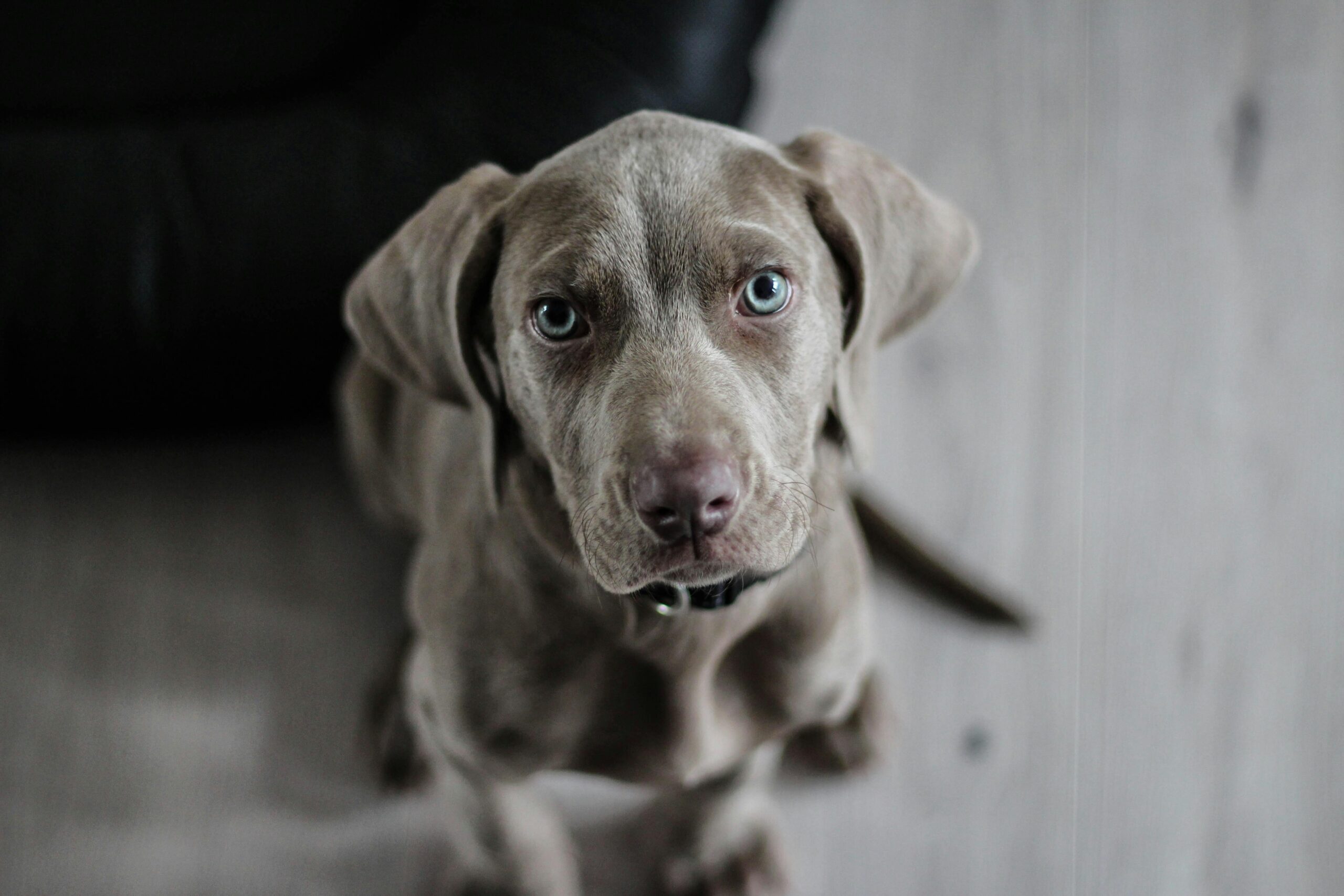 Moving to Spain with Pets: Your Ultimate Elite Guide