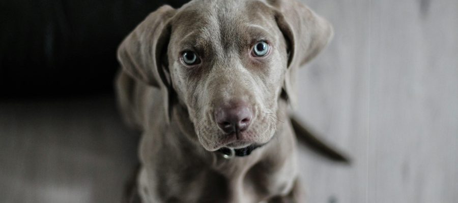 A close-up, high-angle shot of a young Weimaraner puppy with striking blue eyes looking directly up at the camera.
